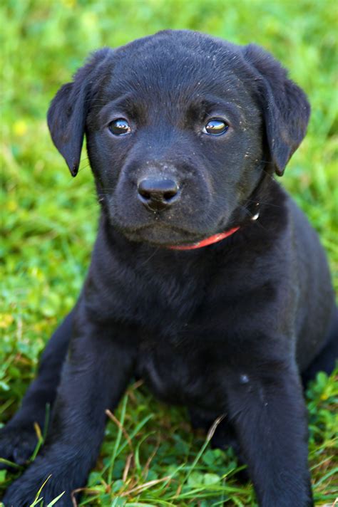 8 week old black labrador|8 week old lab puppies.